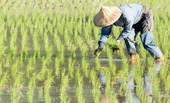農(nóng)業(yè)品牌戰(zhàn)略規(guī)劃，對業(yè)務(wù)成功的作用