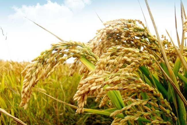 2021年糧食價格及補貼政策的農業(yè)問題